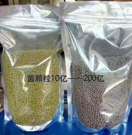 點(diǎn)擊查看詳細(xì)信息<br>標(biāo)題：枯草芽孢桿菌菌劑顆粒 閱讀次數(shù)：3338