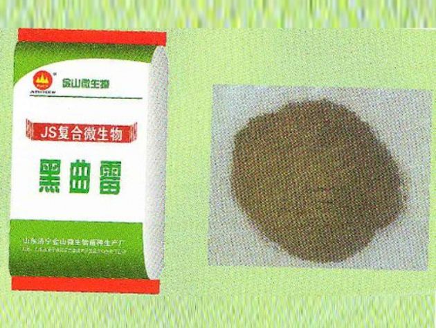 點(diǎn)擊查看詳細(xì)信息<br>標(biāo)題：黑曲霉 閱讀次數(shù)：2044