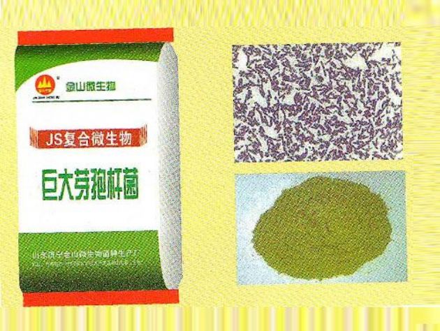 點(diǎn)擊查看詳細(xì)信息<br>標(biāo)題：巨大芽孢桿菌 閱讀次數(shù)：1911